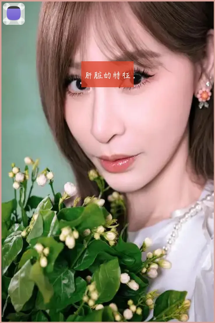 肝脏的特征