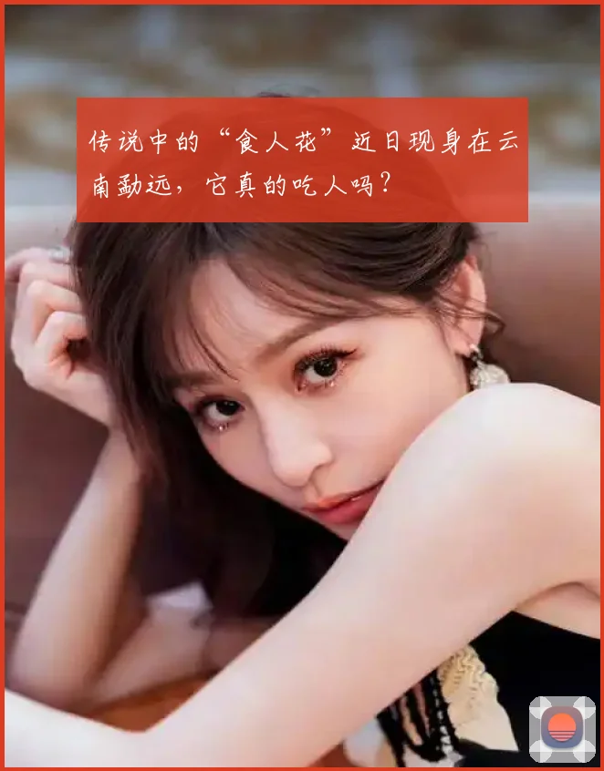 传说中的“食人花”近日现身在云南勐远，它真的吃人吗？