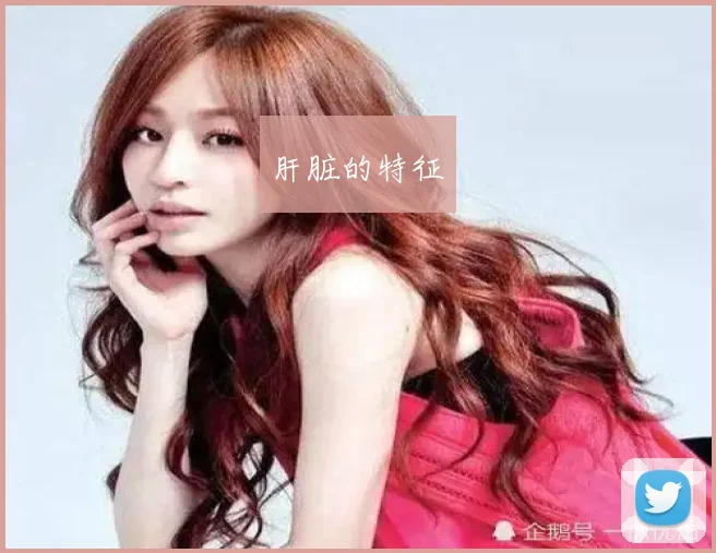 肝脏的特征